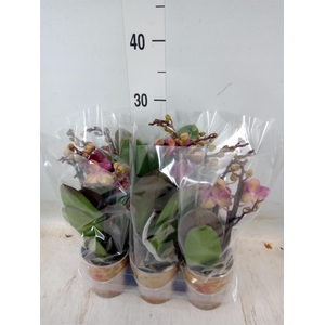 Phalaenopsis multi.   ...red