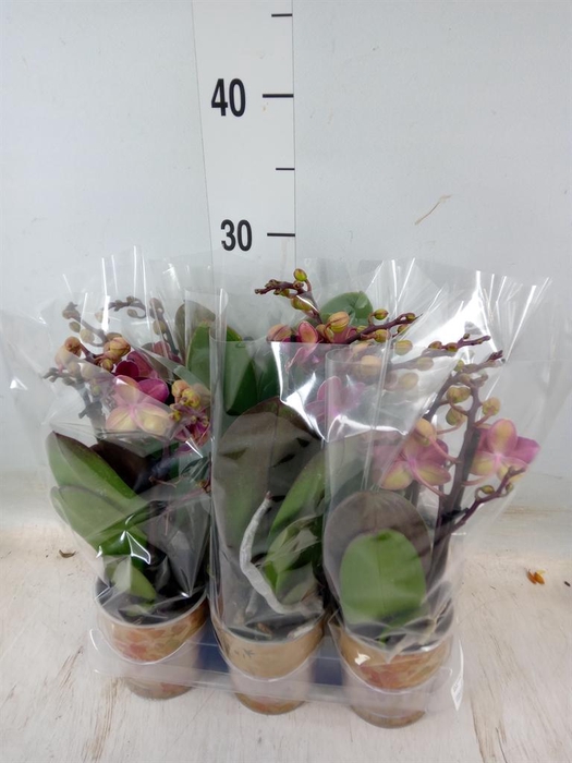 <h4>Phalaenopsis multi. ...red</h4>