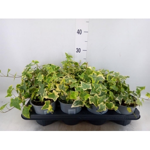 Hedera helix 'Goldchild'