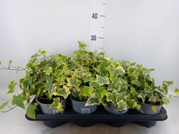 <h4>Hedera helix 'Goldchild'</h4>