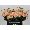 Dahlia Orange Perception