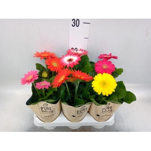Gerbera  'Colourgame'   ...mix