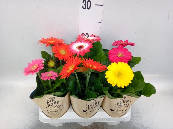 <h4>Gerbera  'Colourgame'   ...mix</h4>