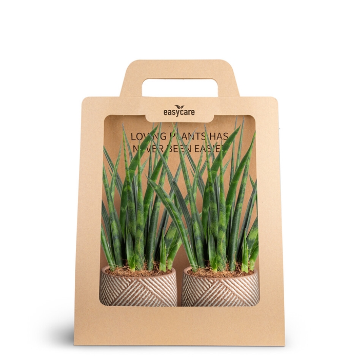 <h4>2-Pack Grove, Samurai</h4>