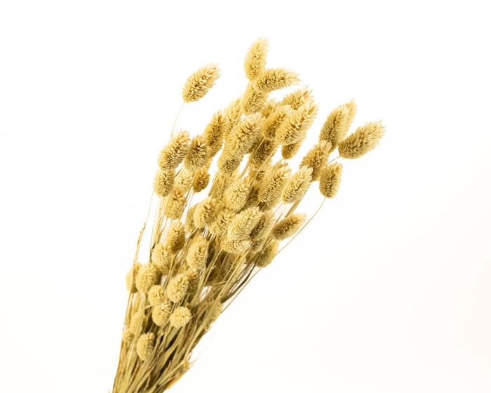 Phalaris Natural