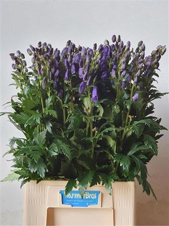 <h4>Aconitum Arendsii</h4>