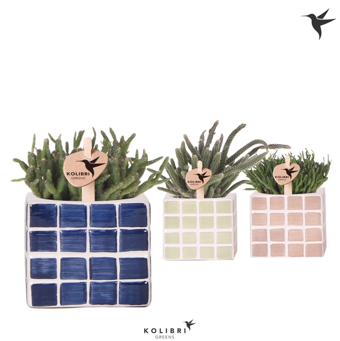 <h4>Kolibri Greens Rhipsalis mix in Mosa pot blue mix</h4>