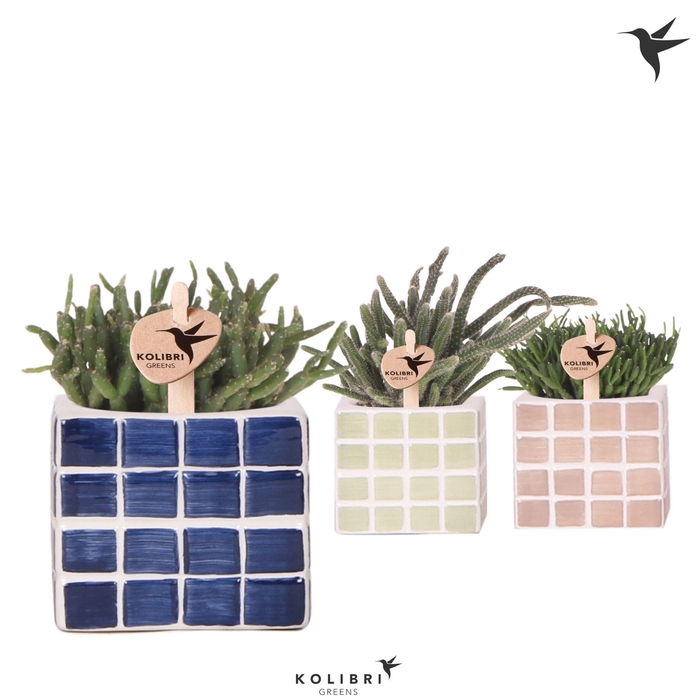 <h4>Kolibri Greens Rhipsalis mix in Mosa pot blue mix</h4>