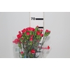 CRAVO SPRAY SIRASI 060 CM