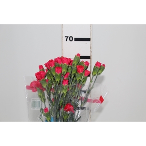 CRAVO SPRAY SIRASI 060 CM