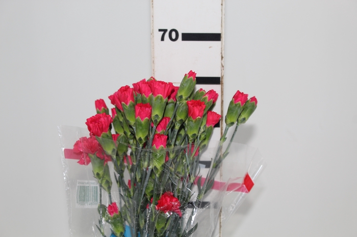 CRAVO SPRAY SIRASI 060 CM