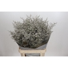 Limonium ov Misty White