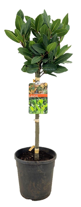<h4>Laurus nobilis</h4>
