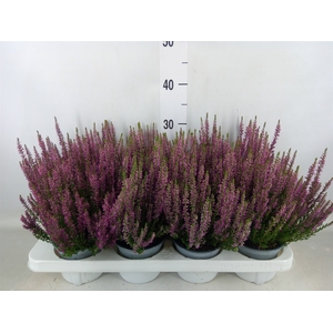 Calluna vulg. 'Beauty L Linda'