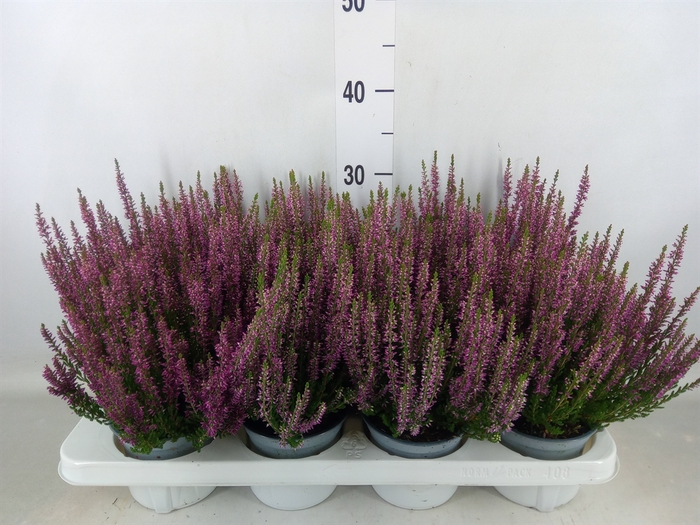 <h4>Calluna vulg. 'Beauty L Linda'</h4>