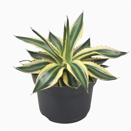 <h4>Agave Lophanta `quadricolour`</h4>