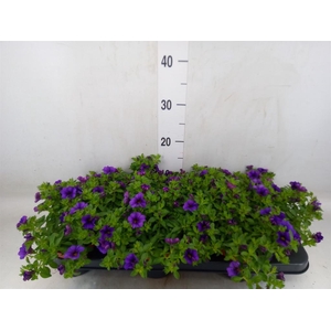 Calibrachoa  'Minifam Dk Blue'