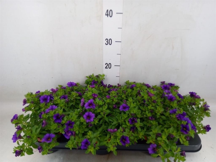 <h4>Calibrachoa  'Minifam Dk Blue'</h4>