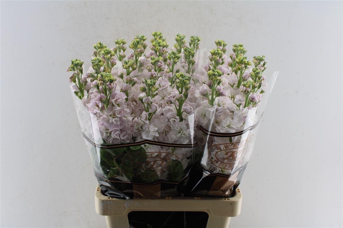 <h4>Matth Stox Silver Pale Pink</h4>