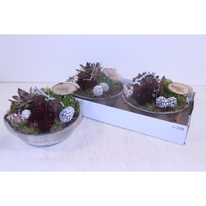 ARR SEMPERVIVUM