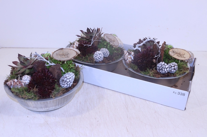 <h4>ARR SEMPERVIVUM</h4>