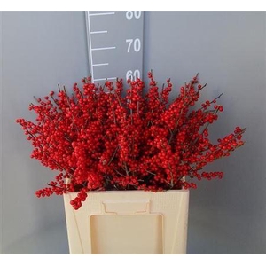 Ilex Ve Rode Bes