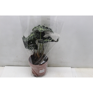 ALOCASIA POLLY P17