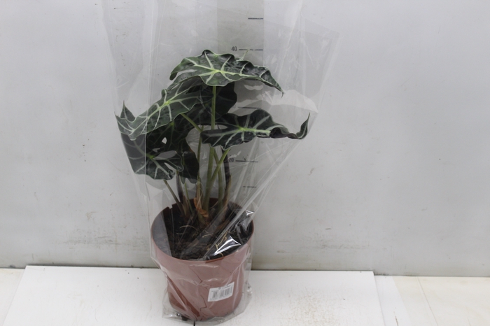 <h4>ALOCASIA POLLY P17</h4>
