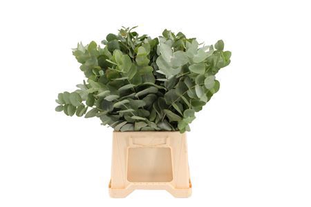 <h4>EUCA CINEREA KORT (ZWARTE EMMERS) G</h4>