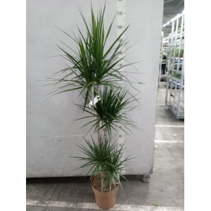 Dracaena marg.