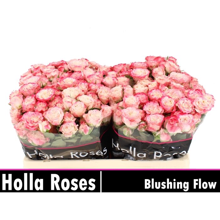 <h4>Blushing Flow</h4>