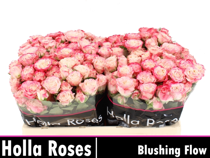 <h4>R Tr Blushing Flow</h4>