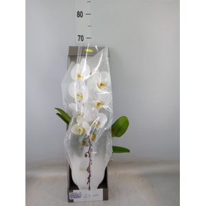 Phalaenopsis   ...white