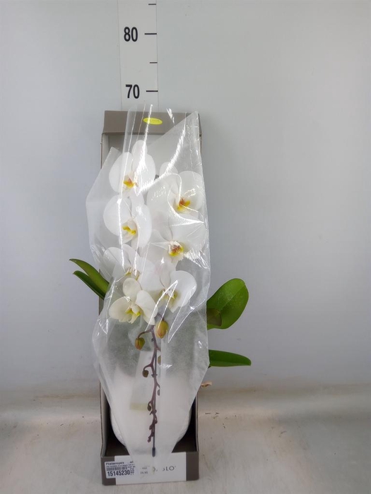 <h4>Phalaenopsis   ...white</h4>