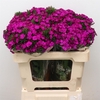 Di Barb Amazon Purple Super