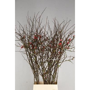 Chaenomeles Japonica Rood