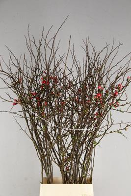 <h4>Chaenomeles Japonica Rood</h4>