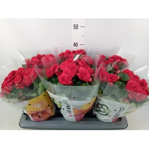 Begonia elat. DU 'Baladin'