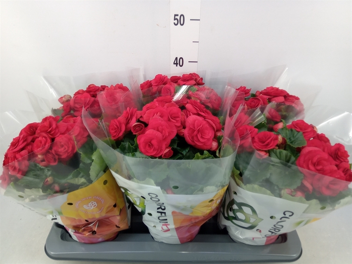 <h4>Begonia elat. DU 'Baladin'</h4>