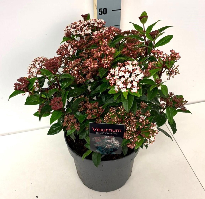 <h4>VIBU TINUS SPIRIT</h4>