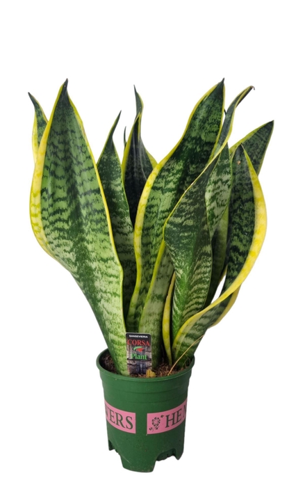 <h4>Sansevieria trif. Futura Superba</h4>