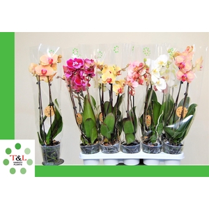 PHAL GEM 5 KL