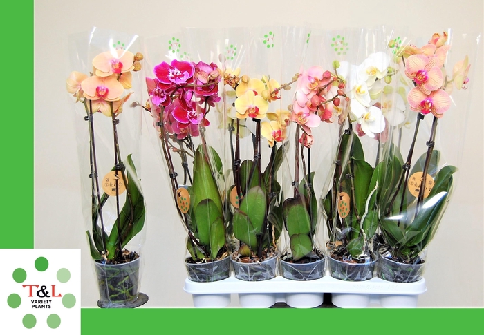 <h4>PHAL GEM 5 KL</h4>