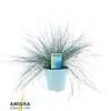 Festuca Glauca Intense Blue®