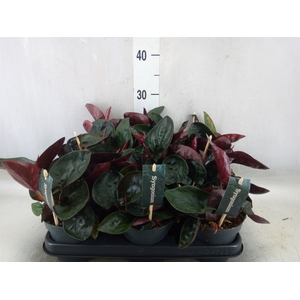 Syngonium   ...