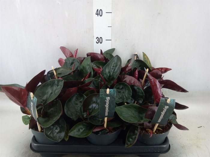 <h4>Syngonium   ...</h4>