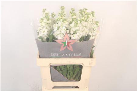 <h4>Matth Iron White</h4>