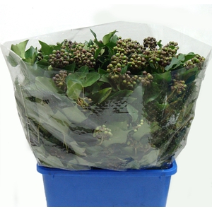 HEDERA IVY GREEN 400