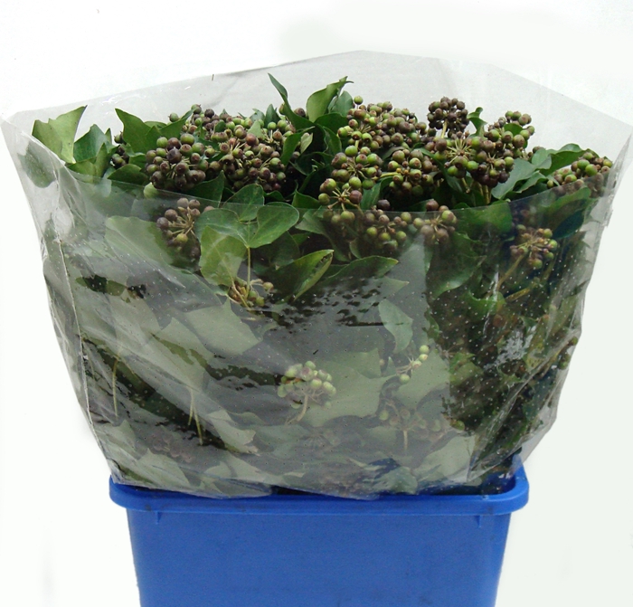 <h4>HEDERA IVY GREEN 200</h4>
