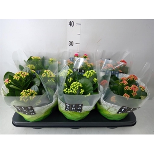 Kalanchoe blos.   ..rosebud mix  4